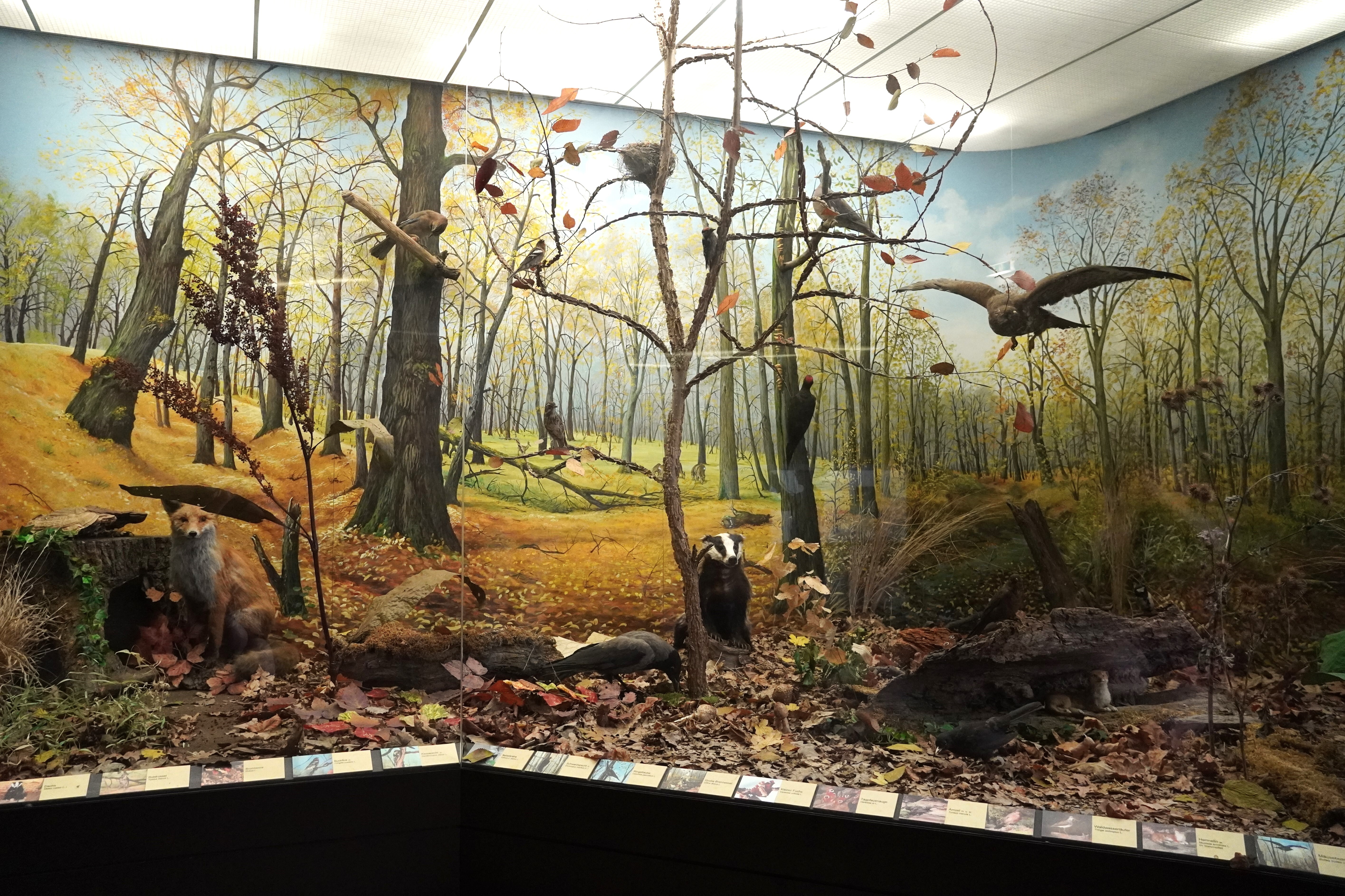 Hinter einem Schaufenster ist der Einblick in ein Waldstück erkennbar. Auf dem Laubboden sitzen ein ausgestopfter Dachs, Fuchs und weitere Tiere. Auf Bäumen sitzen verschiedene Vögel.