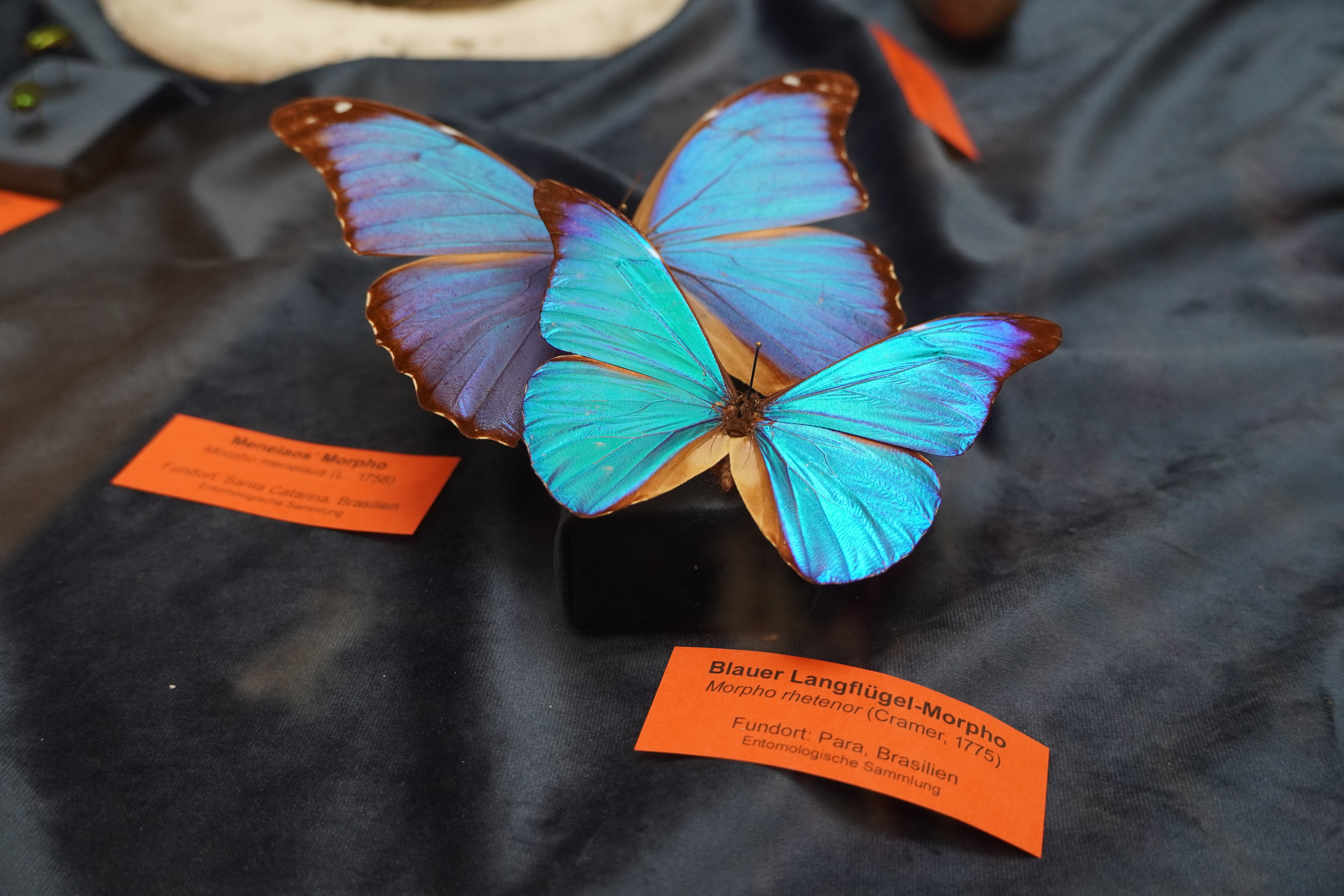 Zwei blaue Schmetterlinge liegen auf einem dunklen Untergrund. Ein Schild beschreibt den kleineren Schmetterling als Blauen Langflügel-Morpho.