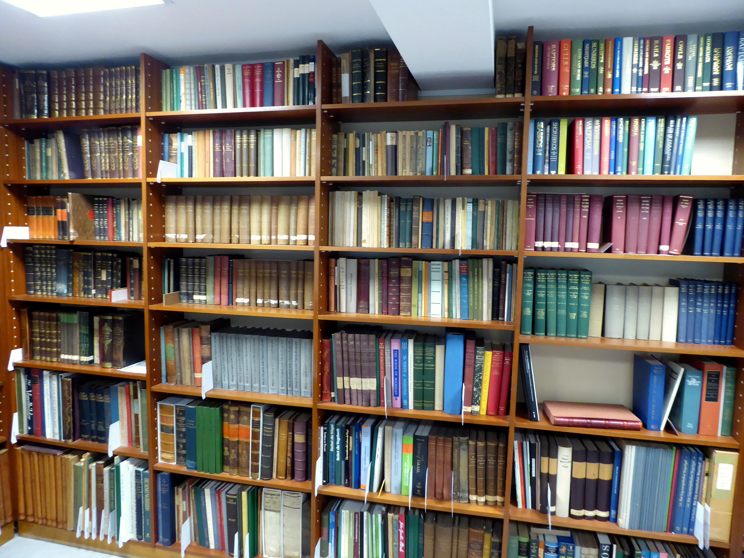 Blick in die Bibliothek. Ein Bücherregal, voll mit diversen Büchern.