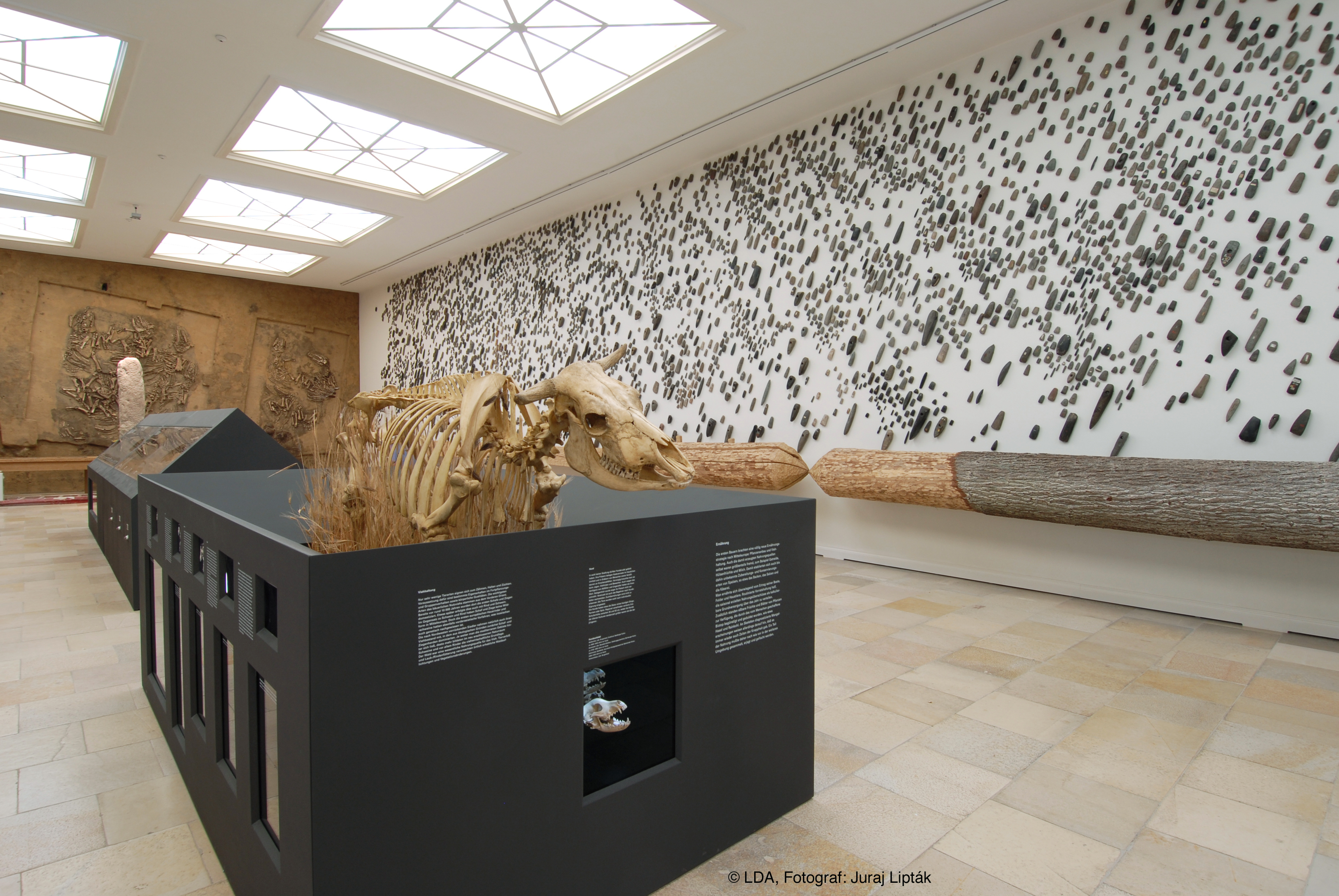 Aus einem großen grauen Kasten ragt das Skelett eines Rindes heraus. Dahinter befindet sich eine Längswand, an der graue Steinbeile angebracht wurden. An einer anderen Wand im Hintergrund ist ein rekonstruiertes Gräberensemble von sieben Rindern installiert wurden.