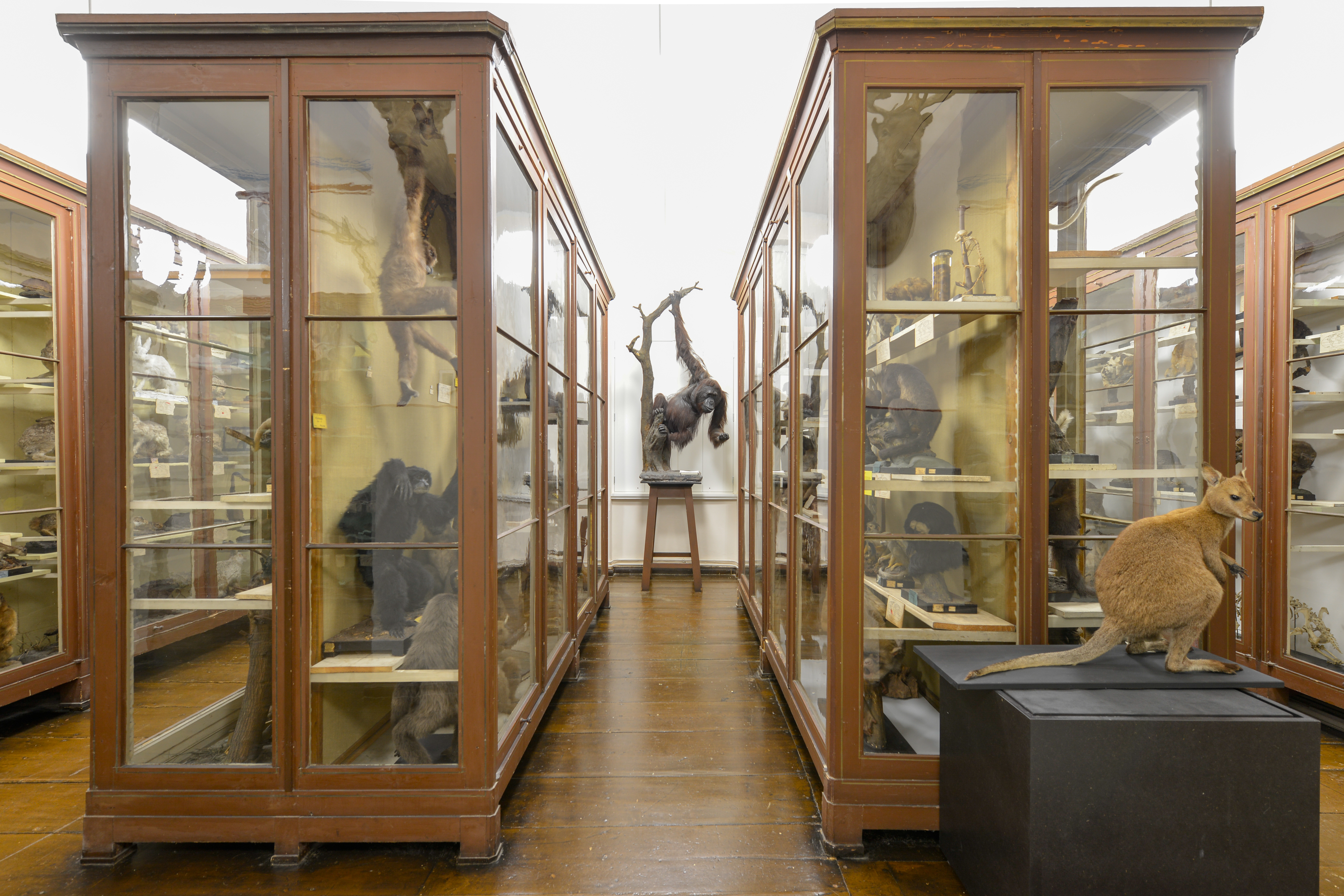 Blick in die Zoologische Sammlung des Zentralmagazins Naturwissenschaftlicher Sammlungen. Mehrere große Vitrinen mit Tierpräparaten stehen nebeneinander aufgereiht. Der Blick fällt auf einen ebenfalls präparierten Affen, der an einem Ast hängt und frei zwischen den Vitrinen steht.