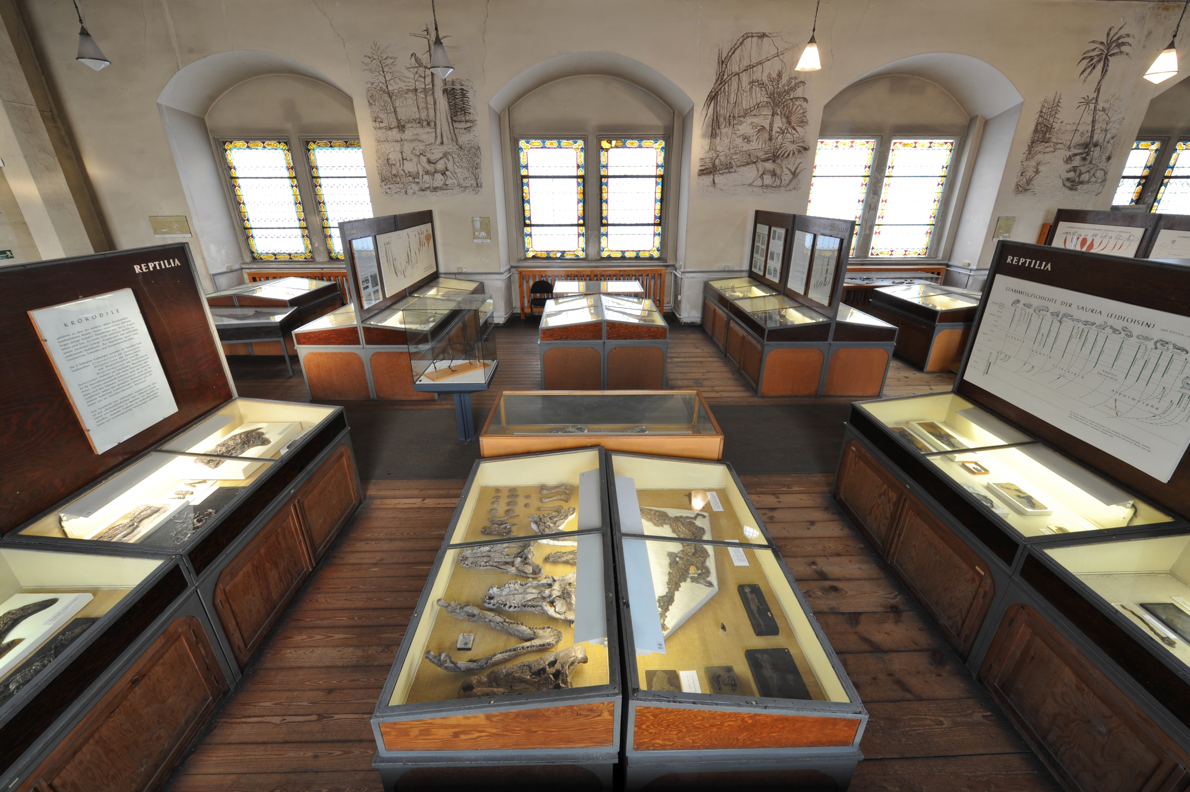 Blick in das Geiseltalmuseum des Zentralmagazins Naturwissenschaftlicher Sammlungen. In der Ausstellung sind kniehohe Vitrinen mit Tierskeletten und Erklärungstafeln ausgestellt. die Wände wurden mit Szenen aus Flora und Fauna bemalt.