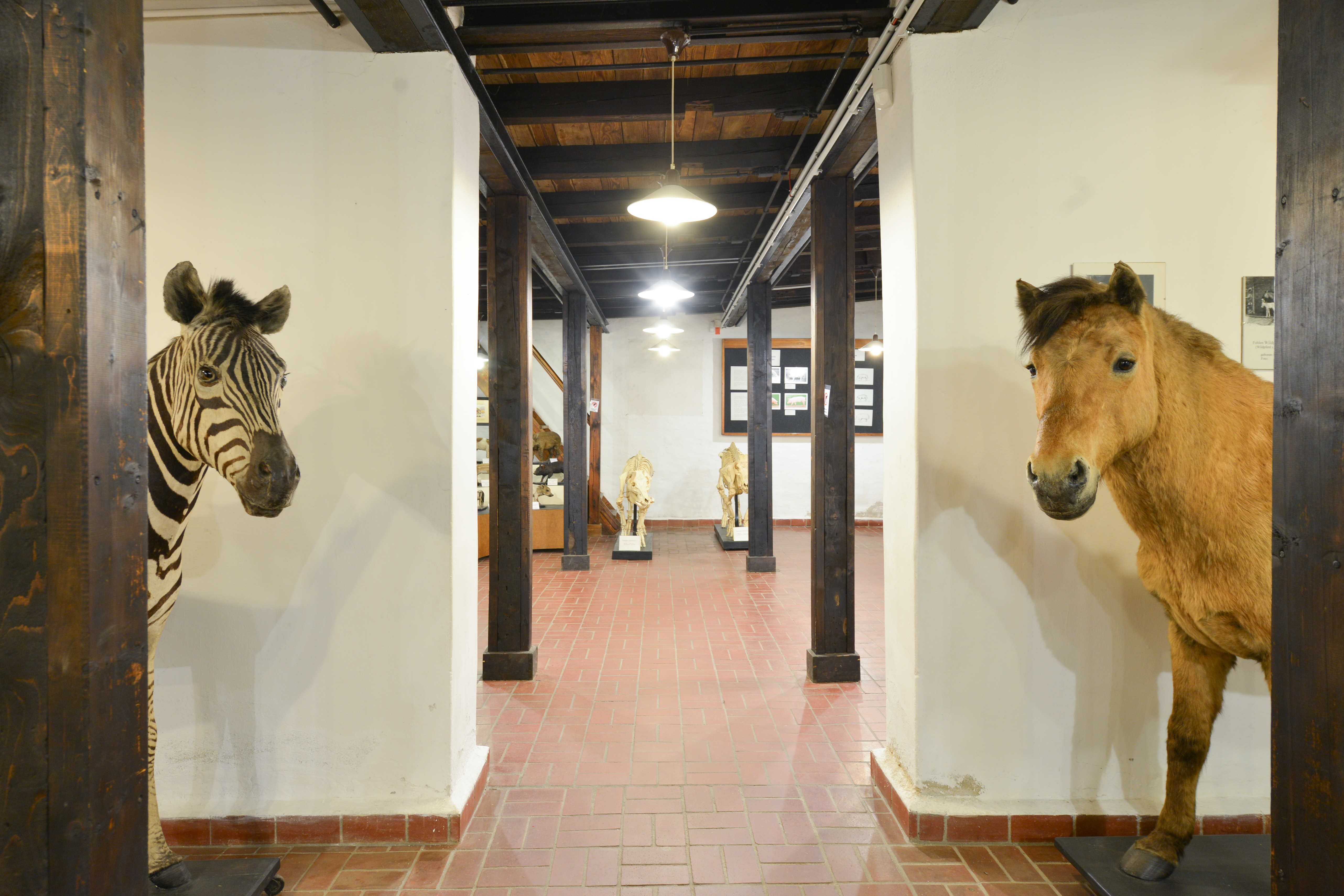 Blick in das Museum für Haustierkunde des Zentralmagazins Naturwissenschaftlicher Sammlungen. Ein Pferd und ein Zebra flankieren den Eingang zum Museum. Im Raum sind zwei große Tierskelette erkennbar.