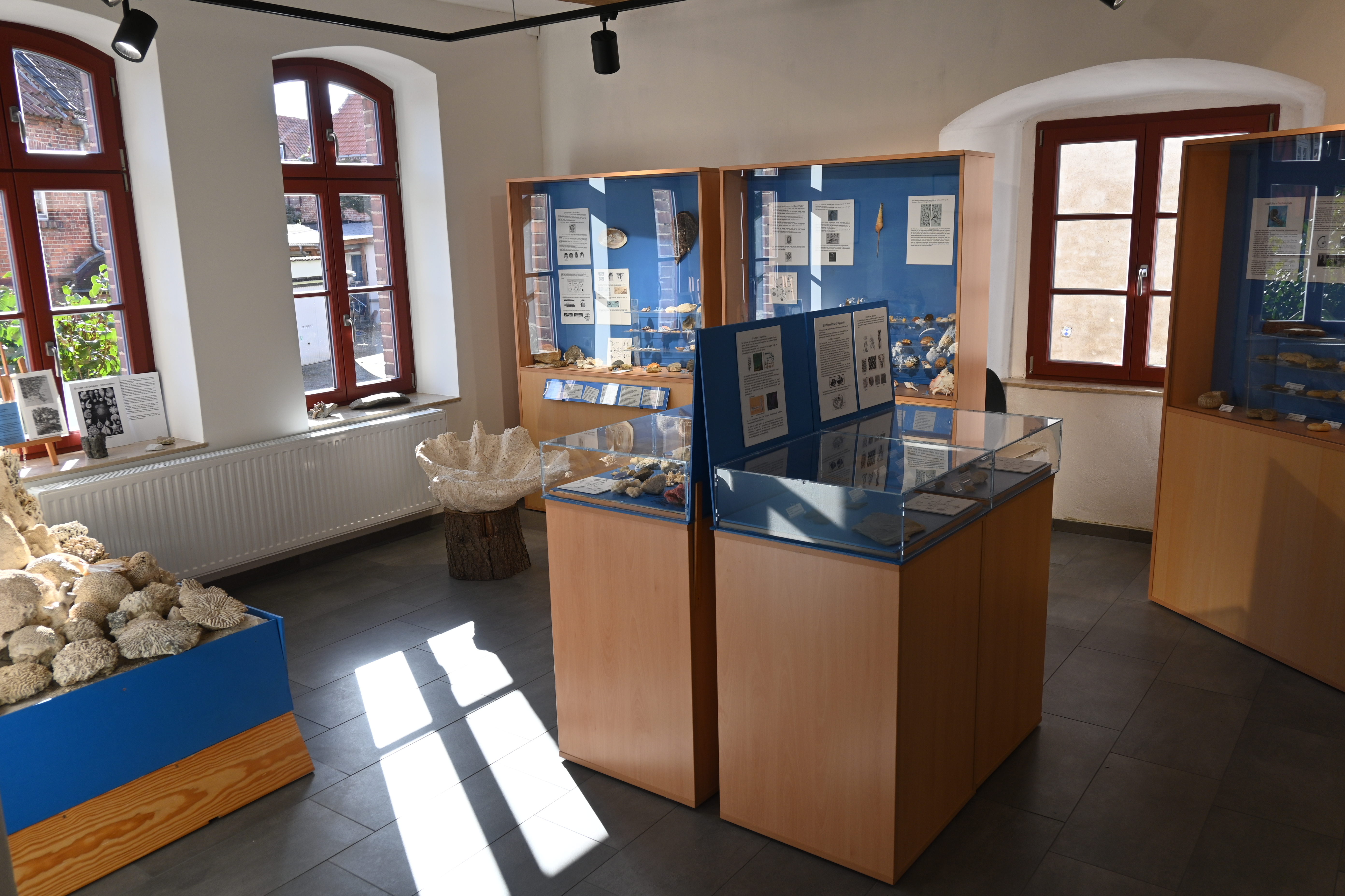 Im Ausstellungsraum des Museums stehen einige Vitrinen, die mit Fossilien und Mineralien bestückt sind. In der Mitte des Raumes befinden sich zwei kleinere Vitrinen als an den Wänden. Eine große versteinert Muschel sowie einige weiter Meeresfossilien werden ohne Glasschutz ausgestellt.