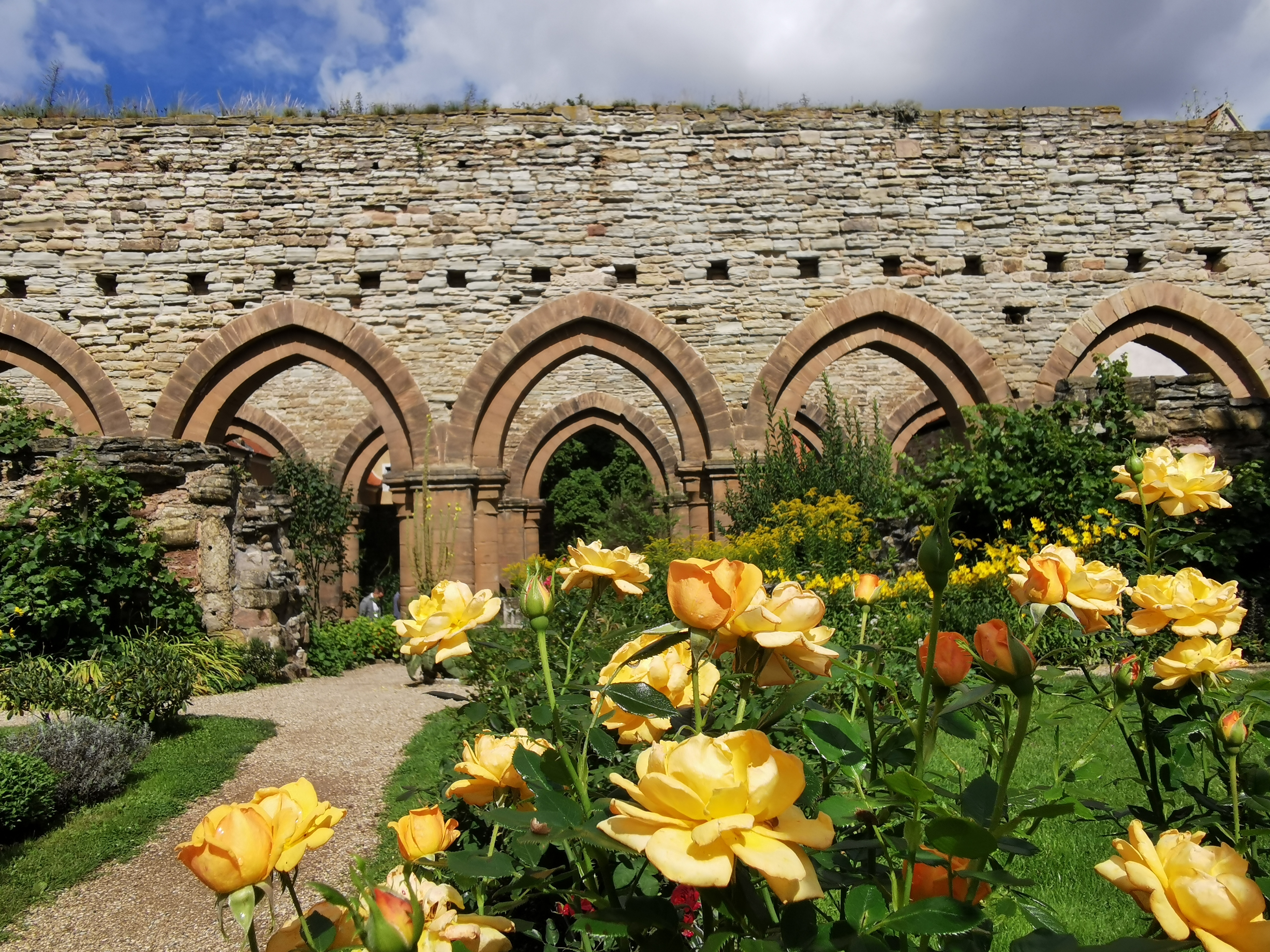 Hinter einem gelben Rosenstrauch sind die spitzbogigen steinernen Arkaden der Klosterkirche erkennbar.