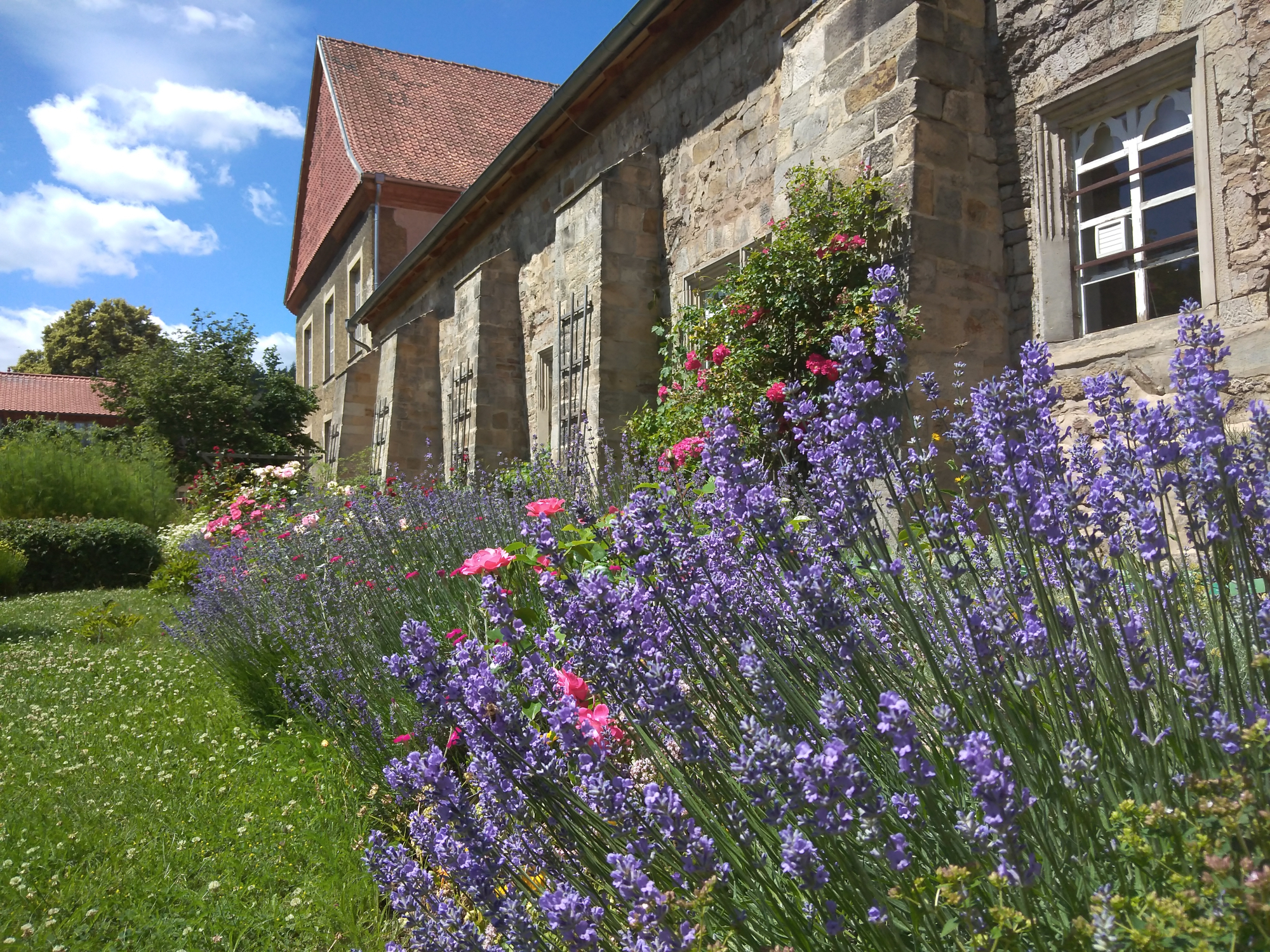 Blühende Pracht vor historischer Kulisse: Sommerblumen schmücken die Gärten des Kloster Michaelstein, ein harmonisches Zusammenspiel von Natur und Architektur. Lavendel und pinke Rosen wachsen vor der Fassade des Klosters.