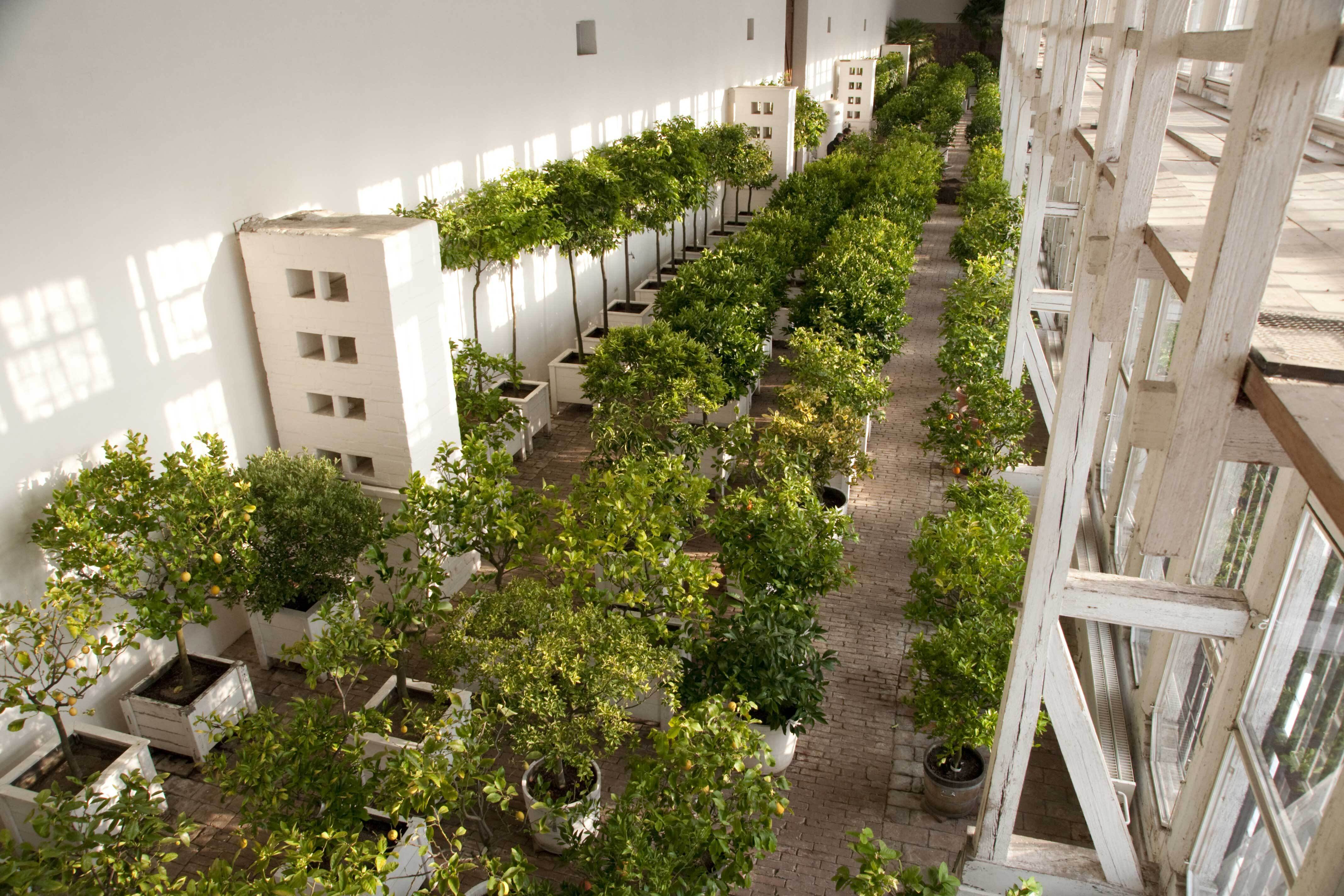 Schloss Oranienbaum Orangerie. Mehrere Reihen von Zitronen- und Orangenbäumen stehen in der Orangerie.