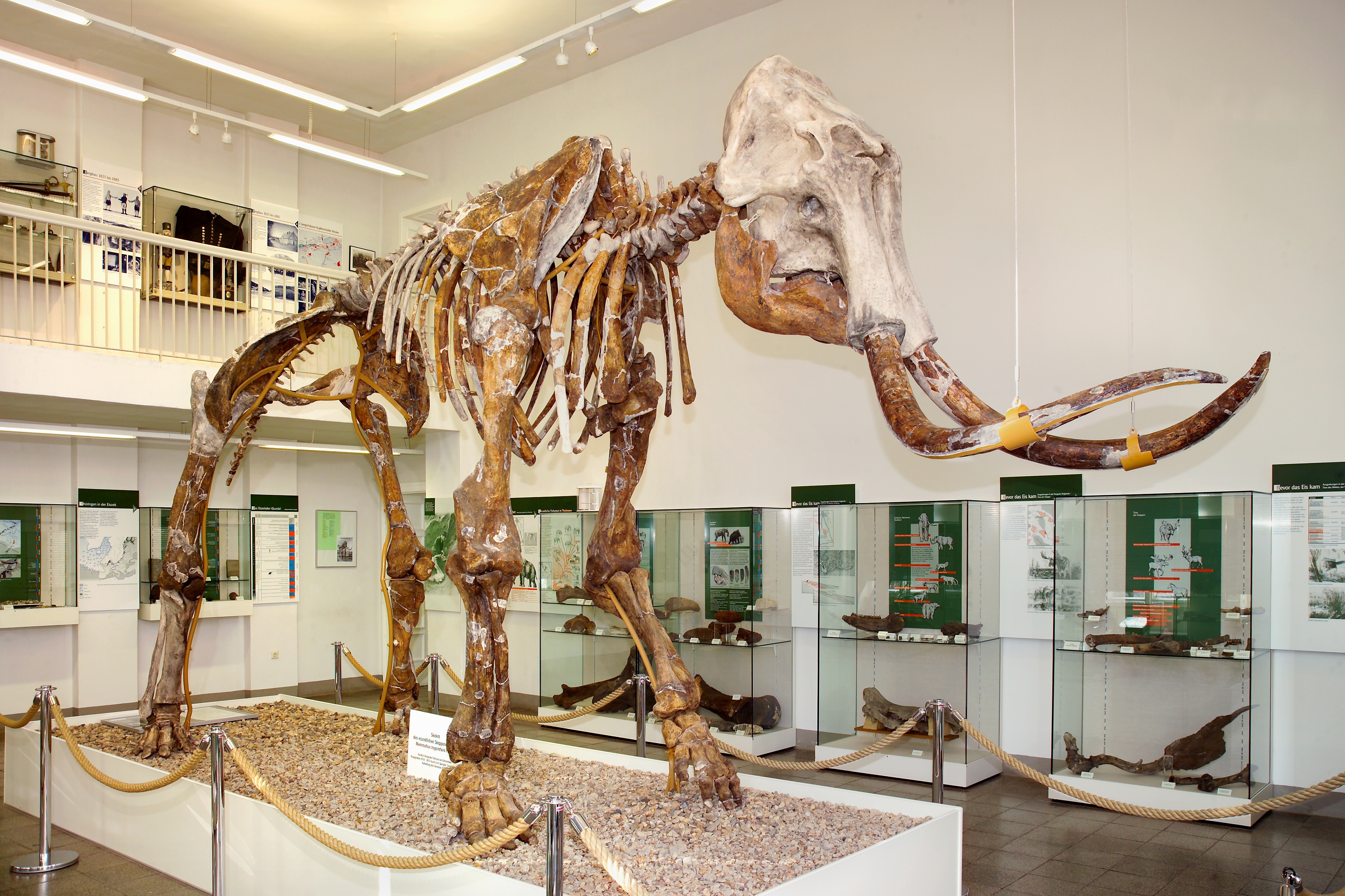 Das riesige Skelett des Steppenmammuts von Eldersleben erhebt sich in der Mitte des Ausstellungsraumes.